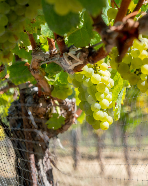 A7305765_2500px.jpg__PID:5f97f3dc-508b-48d1-871a-ac1ce6068ce1