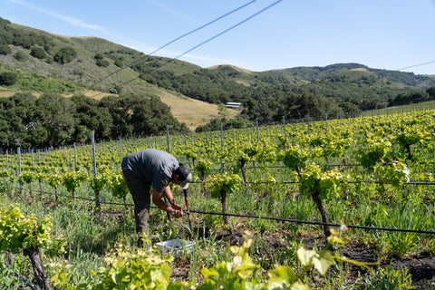 JCR_Vineyard_May_2022.jpg__PID:e73a12be-4a82-416c-9f4b-139cdafc0d19