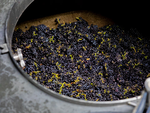 white-buffalo-grapes-in-tank-1.jpg__PID:604512cf-4e11-4c6c-8ce6-81441a998cee